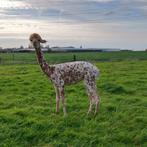 Appaloosa hengst ter dekking
