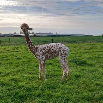 Appaloosa hengst ter dekking beschikbaar voor biedingen