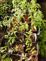 Tomatenplanten, Tuin en Terras, Planten | Tuinplanten, Ophalen