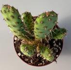 Opuntia Subcylindrica, Maison & Meubles, Plantes d'intérieur, Cactus, Plein soleil, Envoi, Moins de 100 cm