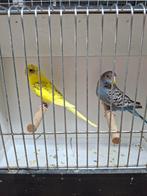 BF split dun fallow koppel