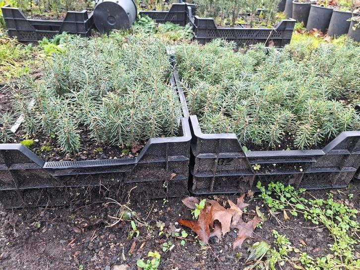 Kerstbomen planten aanplant 2 jarige Abies balsamea, Diversen, Overige Diversen, Ophalen