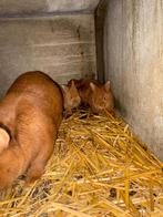 Lapin, Animaux & Accessoires, Lapins, Plusieurs animaux, Grand, 0 à 2 ans