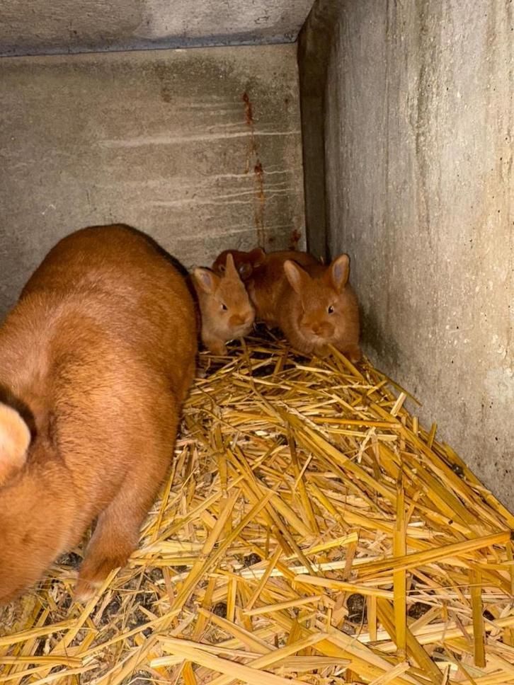 Lapin, Dieren en Toebehoren, Konijnen, Groot, Meerdere dieren, 0 tot 2 jaar