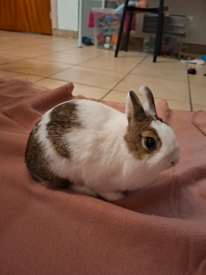 Lief kleurdwerg vrouwtje, Dieren en Toebehoren, Konijnen, Klein