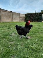 Marans kip, Dieren en Toebehoren, Kip