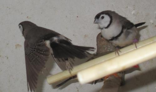 bichenow astrildes, Dieren en Toebehoren, Vogels | Overige Vogels, Tropenvogel, Meerdere dieren, Geringd