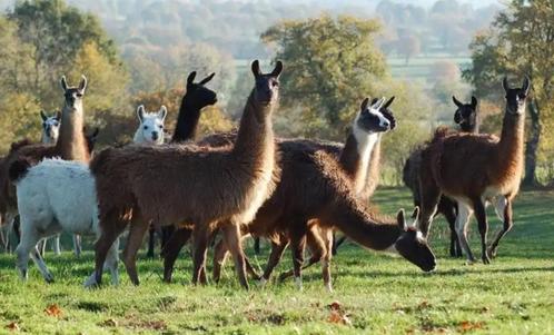 Op zoek naar lama's, Dieren en Toebehoren, Overige Dieren, Augustus