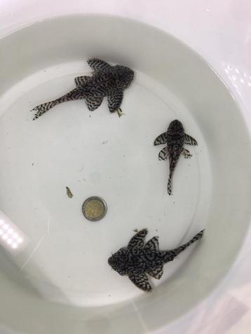 Kweekgroep L236SW van 3 exemplaren beschikbaar voor biedingen