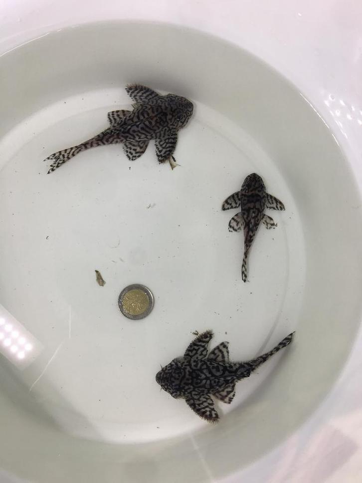 Kweekgroep L236SW van 3 exemplaren, Dieren en Toebehoren, Vissen | Aquariumvissen