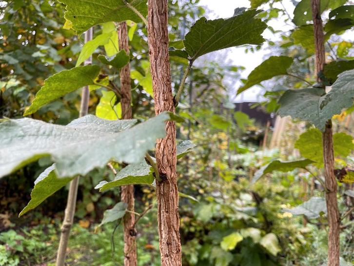 Boom hazelaar, Tuin en Terras, Planten | Bomen, Ophalen