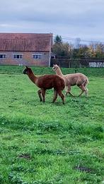 Alpaca hengst donkerbruin, Dieren en Toebehoren