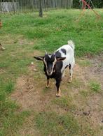 2 geitjes te koop, Dieren en Toebehoren, Schapen, Geiten en Varkens, Meerdere dieren, Geit, 0 tot 2 jaar
