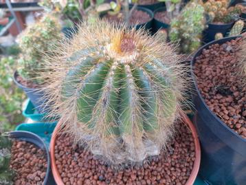 4 Cactussen tussen 25 en 35 jaar oud., Tuin en Terras, Planten | Tuinplanten, Ophalen