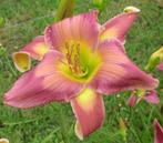 Hemerocallis DO THE TWIST, Volle zon, Vaste plant, Zomer, Ophalen