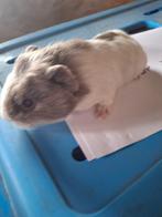 Cavia zeugje CH teddy, Dieren en Toebehoren, Knaagdieren, Cavia