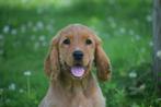 Engelse cocker spaniel pups particulier geboren in Belgie, Dieren en Toebehoren, Honden | Retrievers, Spaniëls en Waterhonden