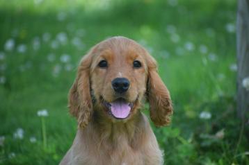 Engelse cocker spaniel pups particulier geboren in Belgie beschikbaar voor biedingen