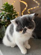 kittens Exotic korthaar, Dieren en Toebehoren, Katten en Kittens | Raskatten | Korthaar, Kater, Gechipt, 0 tot 2 jaar