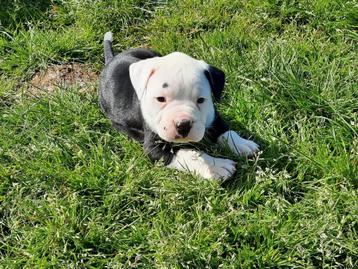 Amerikaanse bulldog pup met stamboom  beschikbaar voor biedingen