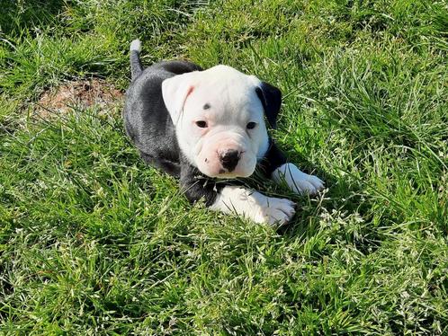 Amerikaanse bulldog pup met stamboom, Dieren en Toebehoren, Honden | Bulldogs, Pinschers en Molossers, Reu, Bulldog, Fokker | Hobbymatig