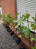 VIJGENBOOMPJES PRECOCE DE DALMATIË, +/- 1,5 meter, 18€/stuk, Tuin en Terras, Ophalen of Verzenden, Vaste plant, Fruitplanten, Volle zon