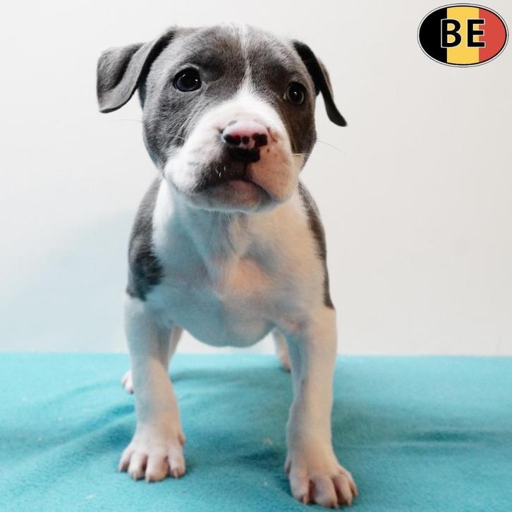 Amerikaanse Staffordshire Terrier - reutjes - pups te koop, Dieren en Toebehoren, Honden | Jack Russells en Terriërs, Reu, American Staffordshire Terriër