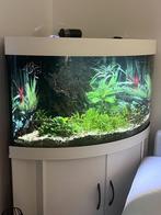 Juwel Trigon 190 aquarium - Ledverlichting, Gebruikt, Ophalen, Gevuld zoetwateraquarium