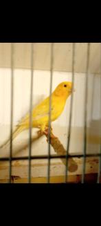 Koppel kanaries, Dieren en Toebehoren, Vogels | Kanaries