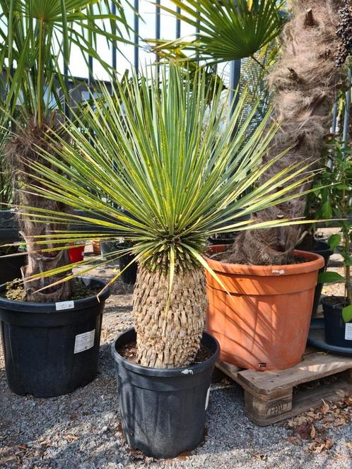 Yucca Rostrata, Tuin en Terras, Planten | Tuinplanten, Ophalen