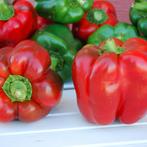 Zaad Paprika : King of the North, Ophalen of Verzenden, Voorjaar, Volle zon, Zaad