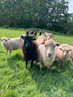 Verschillende ouessant schaapjes te koop, Dieren en Toebehoren, Schapen, Geiten en Varkens, Meerdere dieren, Schaap