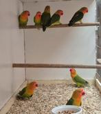 12 tal Ficheri's wildkleuren 2024 & 2025, Meerdere dieren, Dwergpapegaai of Agapornis, Geringd