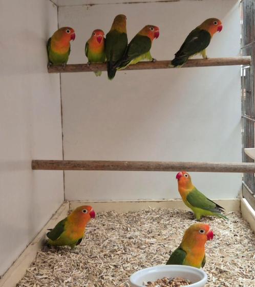 12 tal Ficheri's wildkleuren 2024 & 2025, Dieren en Toebehoren, Vogels | Parkieten en Papegaaien, Dwergpapegaai of Agapornis, Meerdere dieren