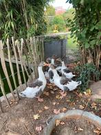 Trio Vlaamse ganzen te koop