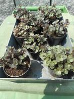 planten, Tuin en Terras, Planten | Tuinplanten, Ophalen of Verzenden, Lente, Vaste plant, Klimplanten