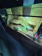 Terrarium 120x50, Dieren en Toebehoren, Reptielen en Amfibieën | Toebehoren, Ophalen, Zo goed als nieuw
