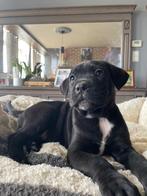 Cane corso pups, Dieren en Toebehoren, Honden | Bulldogs, Pinschers en Molossers, Meerdere, 8 tot 15 weken, Meerdere dieren, Parvo