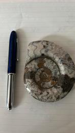 Ammonite goniatite Erfoud Maroc