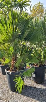 Europese dwergpalm - Chamaerops Humilis, Tuin en Terras, Ophalen