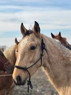 BWP x QUARTER, Dieren en Toebehoren, Springpaard, Minder dan 160 cm, Gechipt, Ruin