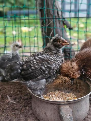 Kuikentjes te koop  beschikbaar voor biedingen