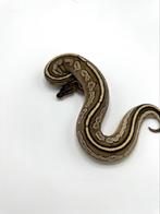 0.1 Bongo mojave het axanthic VPI poss yb - Python regius, Dieren en Toebehoren, Reptielen en Amfibieën