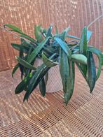 Hoya minibelle, Maison & Meubles, Plantes d'intérieur, Autres espèces, Enlèvement ou Envoi, Plante à fleurs, Moins de 100 cm