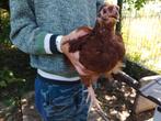 Kuikens Orpington en Orpington - Rhode island red, Dieren en Toebehoren, Pluimvee