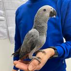 Grijze roodstaart, "Wiske",  6 maanden oud, Dieren en Toebehoren, Vogels | Parkieten en Papegaaien, Vrouwelijk, Papegaai, Pratend