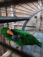 Edelpapegaai mannelijk (met certificaat), Dieren en Toebehoren, Vogels | Parkieten en Papegaaien, Mannelijk