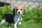 Beagle pups nieuw nestje geboren in Belgie, België, Beagle, Reu, 8 tot 15 weken