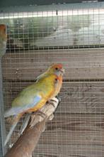 pennanten, Meerdere dieren, Parkiet, Geringd