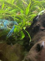 Procambarus alleni var. Blauw – Blauwe Floridakreeft, Dieren en Toebehoren, Vissen | Aquariumvissen, Kreeft, Krab of Garnaal, Zoetwatervis